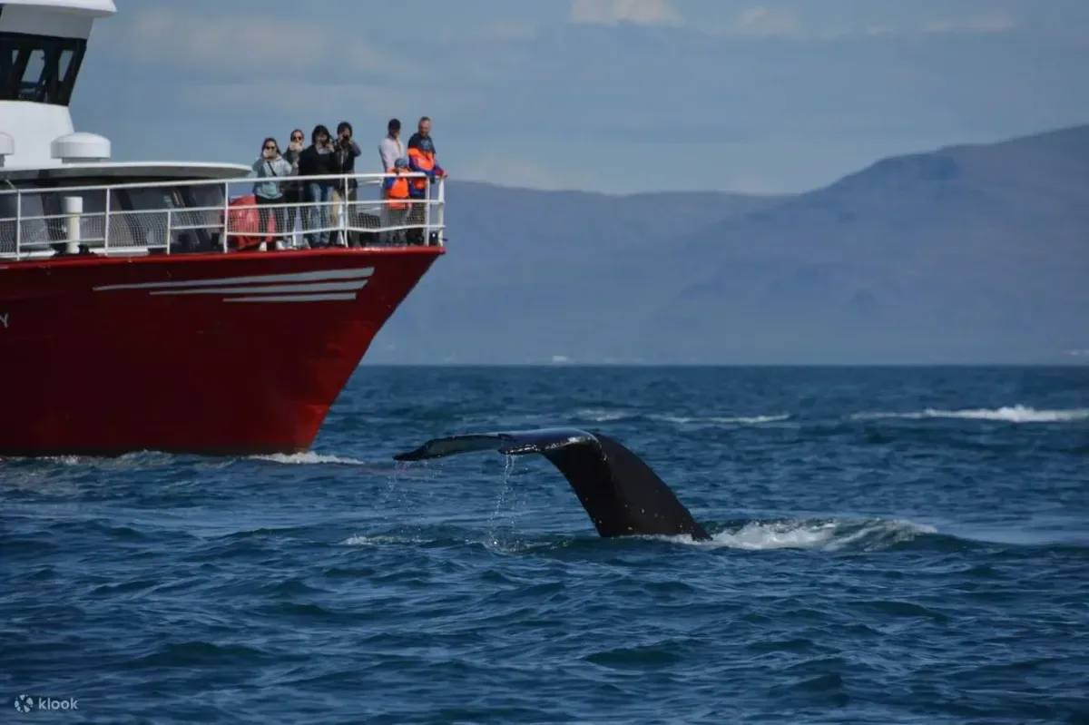 Kaikōura Guide: Whale Watching, Seals and Scenic Coastal Walks