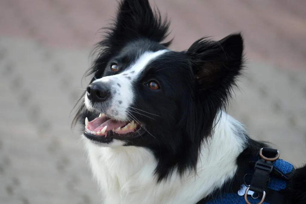 Best Dog Breeds for NZ Families