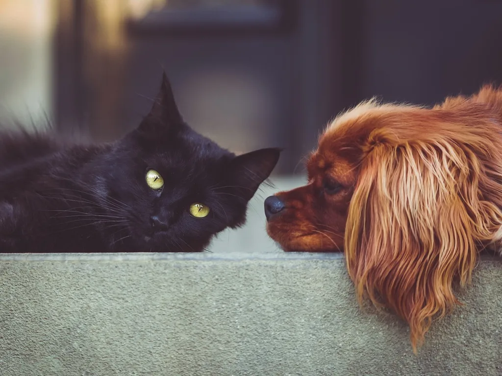 Best Pet Insurance for NZ Dogs and Cats