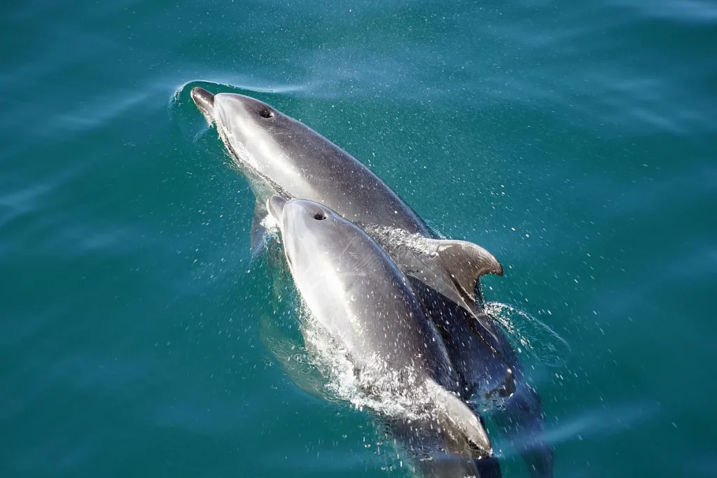 Best Places for Whale and Dolphin Watching in New Zealand