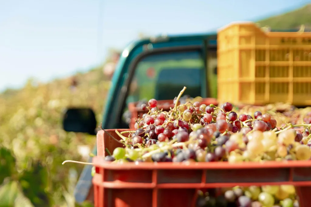 Best Seasonal Jobs in New Zealand 2026: Fruit Picking, Vineyards and Resorts