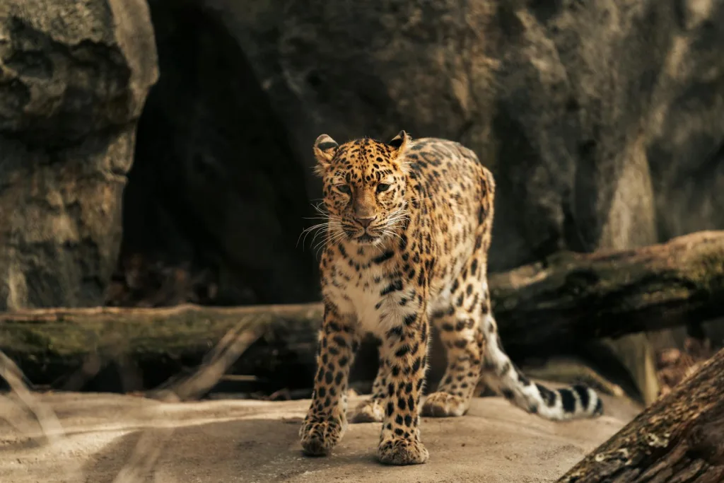 Freedom Camping NZ: Rules and Best Spots 2025