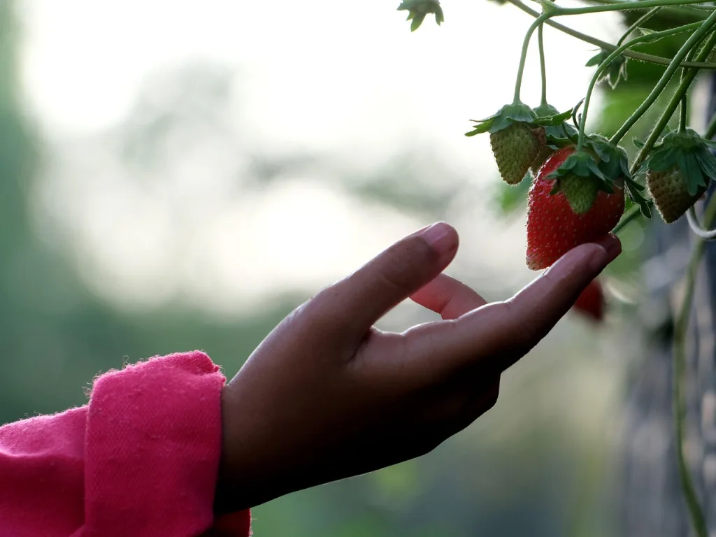 How to Find Fruit Picking Jobs in Hawke’s Bay and Marlborough 2026