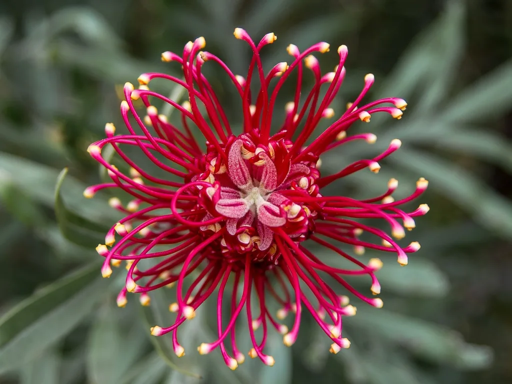 Native Plants for NZ Gardens