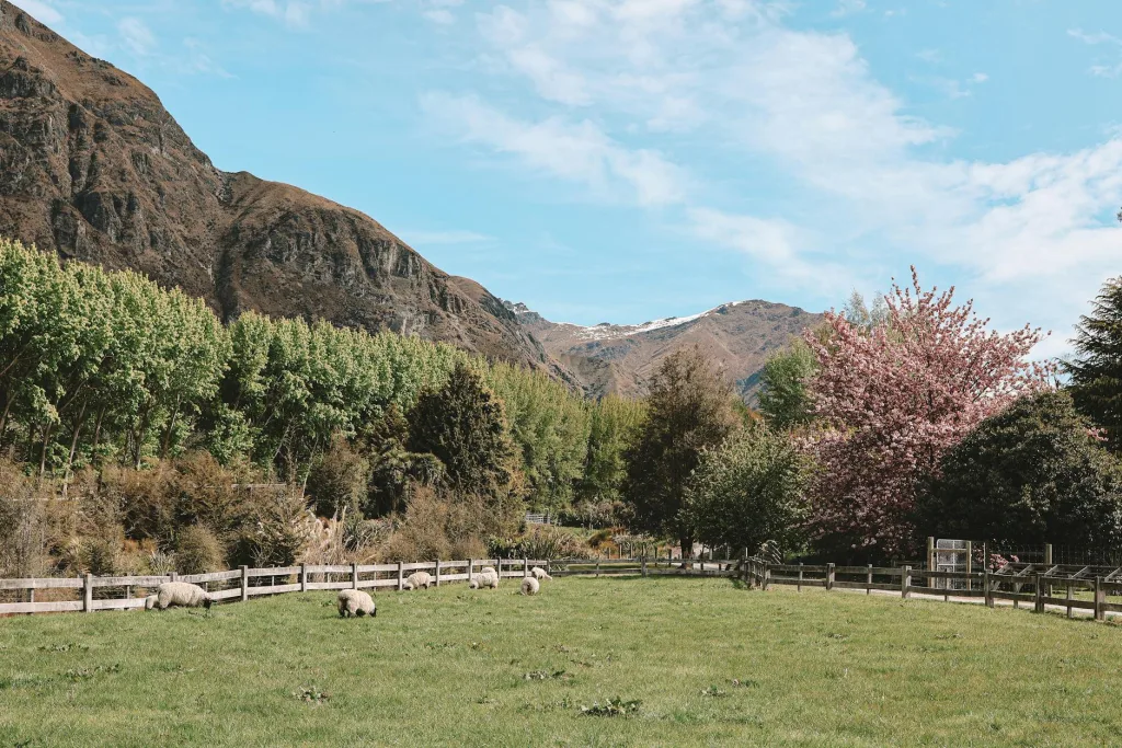 New Zealand Parent Visa 2026: Costs, Waiting Times and Recent Changes