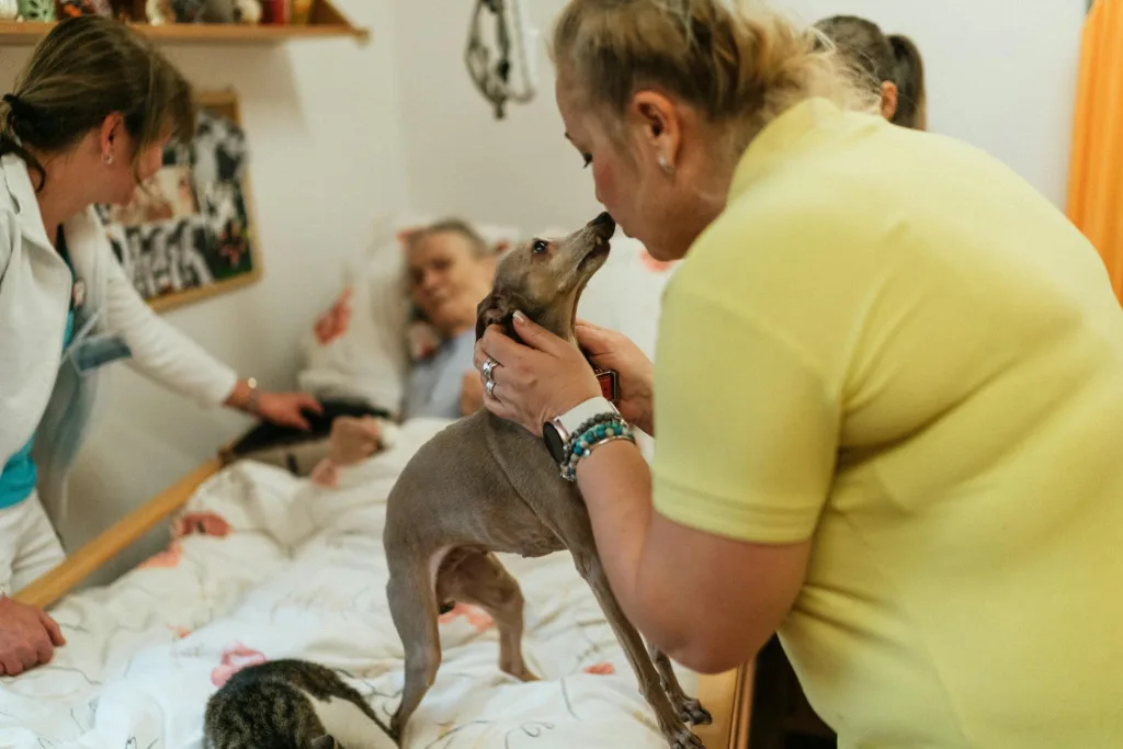 Senior Pet Care: Looking After Older Animals