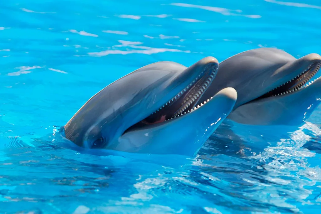 Swimming with Dolphins in New Zealand: Ethical Options and What to Know