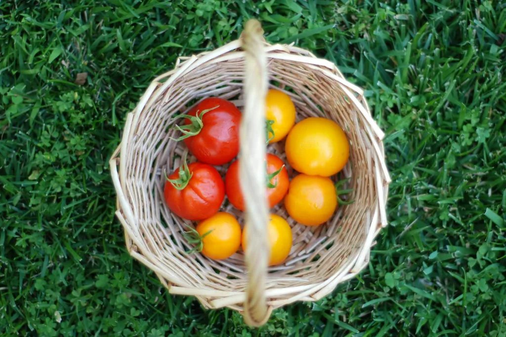 Tomato Growing NZ: Seed to Harvest Guide