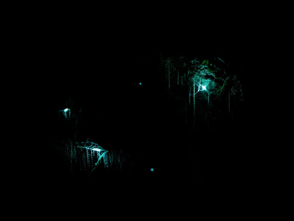 Waitomo Caves: Complete Visitor Guide